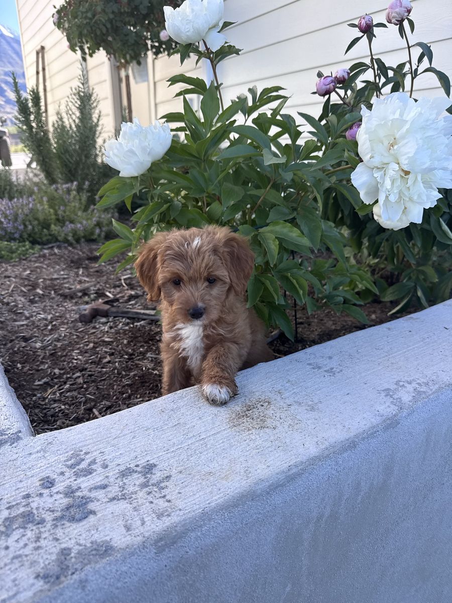 Violet. Therapy Temperament F1 Mini-Goldendoodle puppy