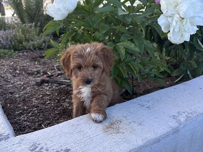 Violet. Therapy Temperament F1 Mini-Goldendoodle puppy