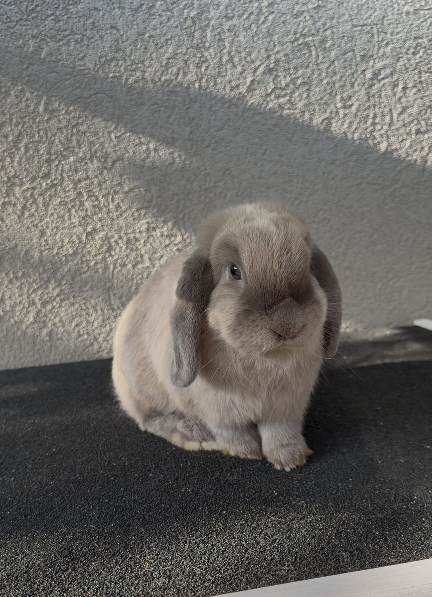 Adorable Holland Lop Doe - Carries many fun colors! 