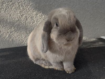 Adorable Holland Lop Doe - Carries many fun colors!