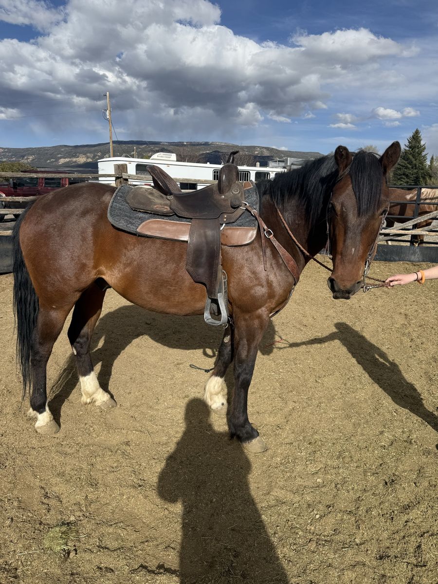 4 Year Old Green Broke Quarter Horse