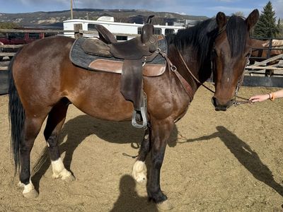4 Year Old Green Broke Quarter Horse
