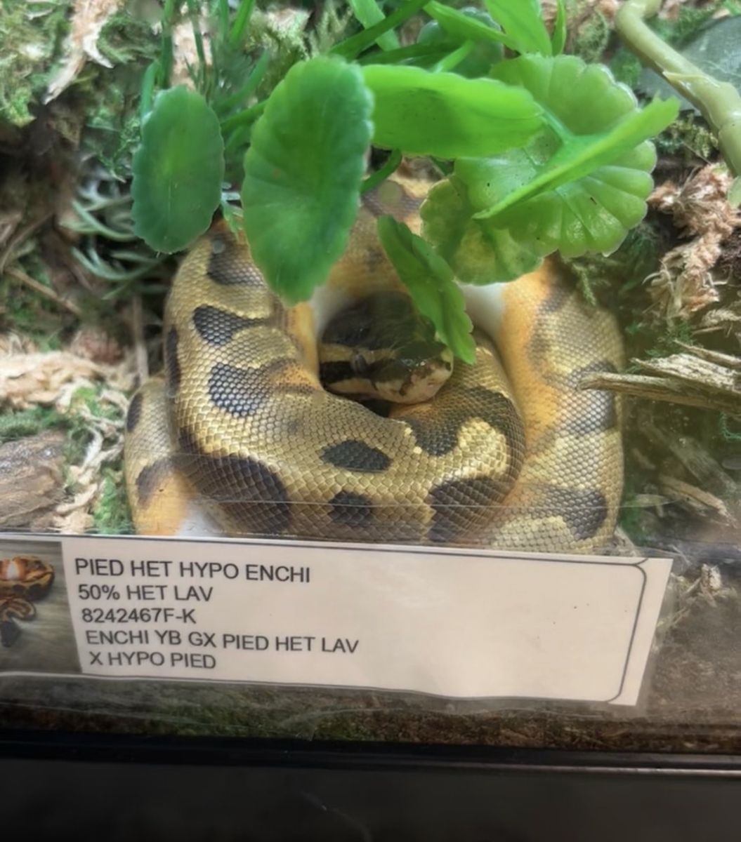 2yr Old Pied Het hypo Enchi/het Lav