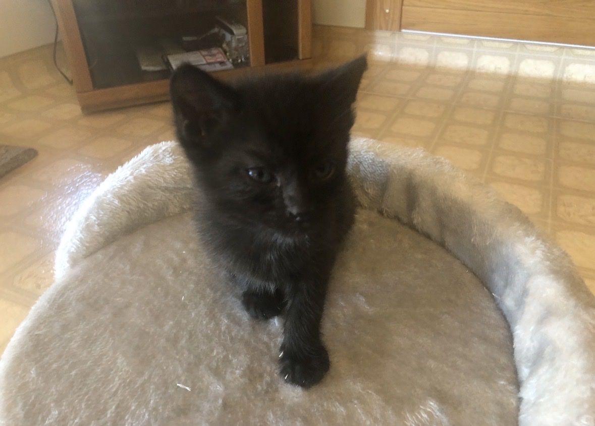 Free playful kittens in Brigham City! House broken!