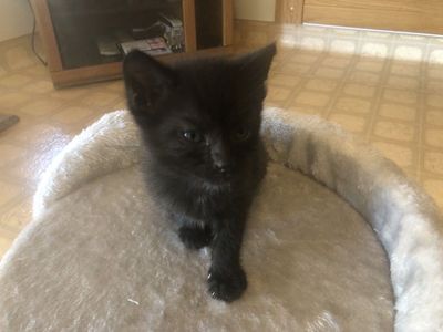 Free playful kittens in Brigham City! House broken!