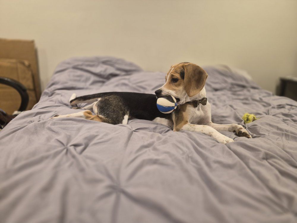Male Puggle