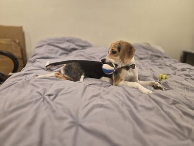 Male Puggle