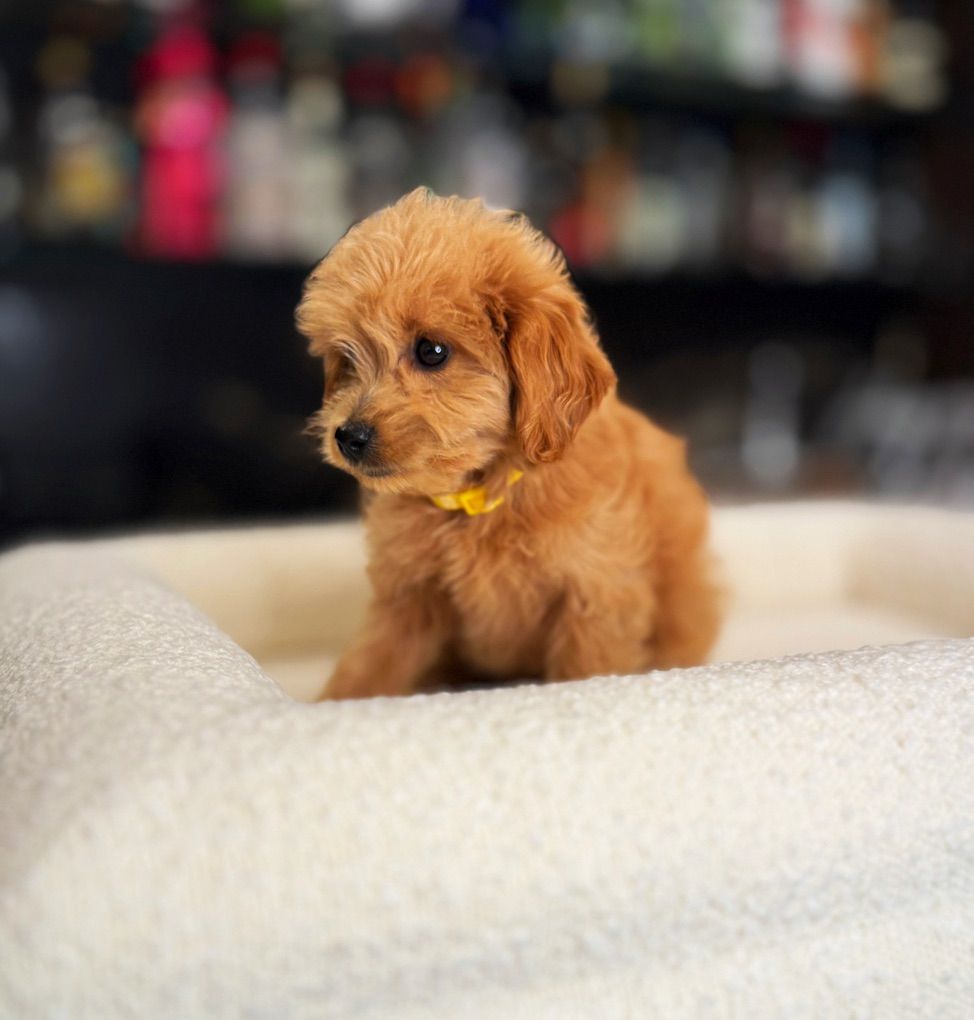 Tiny Calm Kennel Trained Mini Goldendoodle
