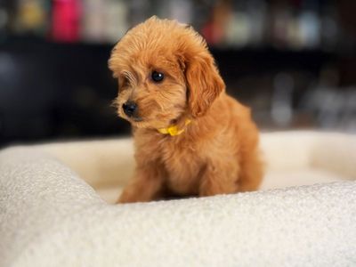 Tiny Calm Kennel Trained Mini Goldendoodle