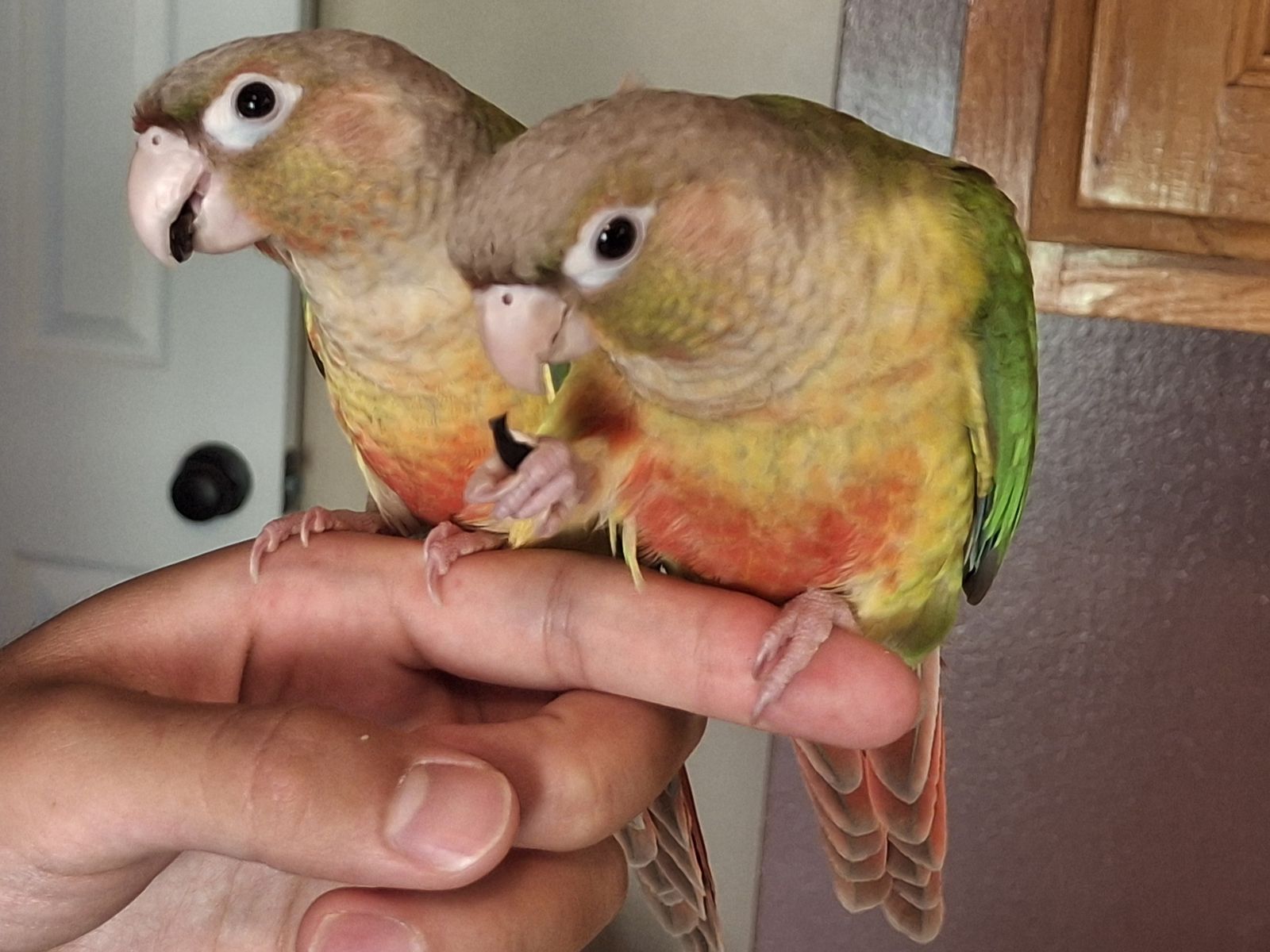 Hand-Tame Baby Green Cheek Conures