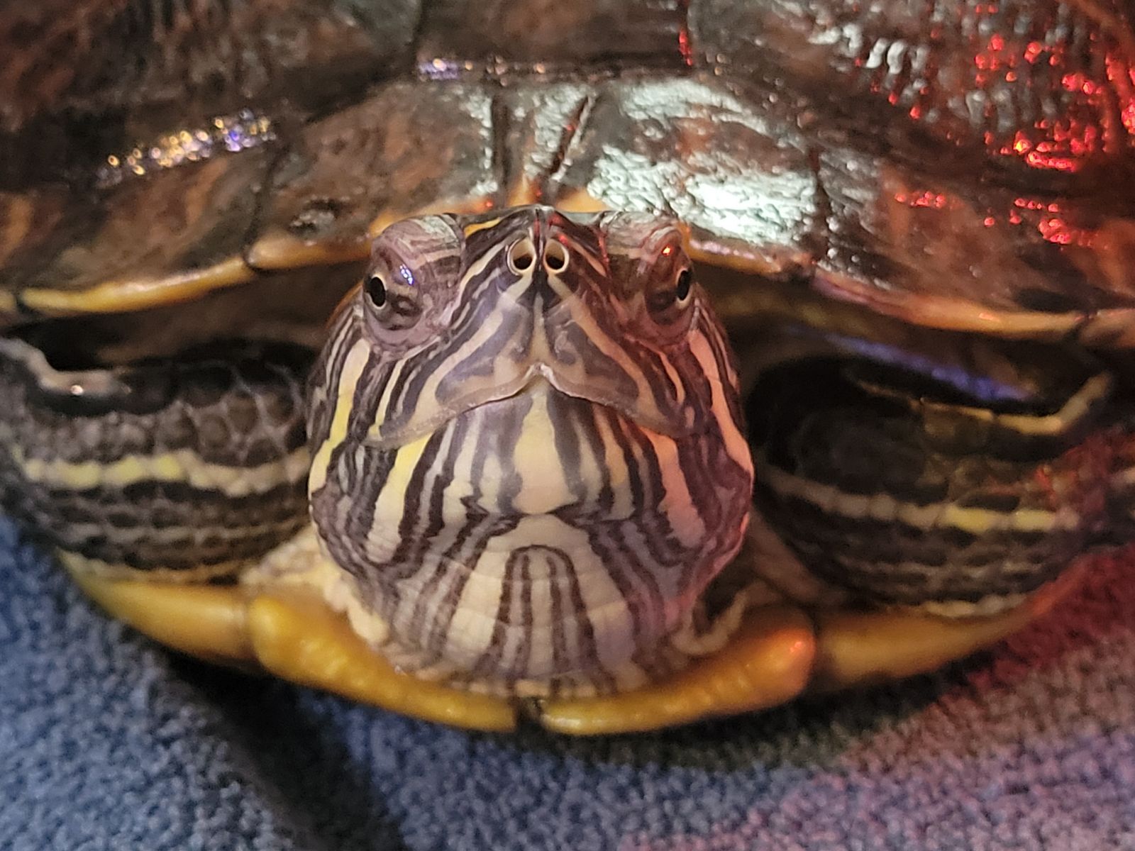 Female Red Eared Slider Turtle