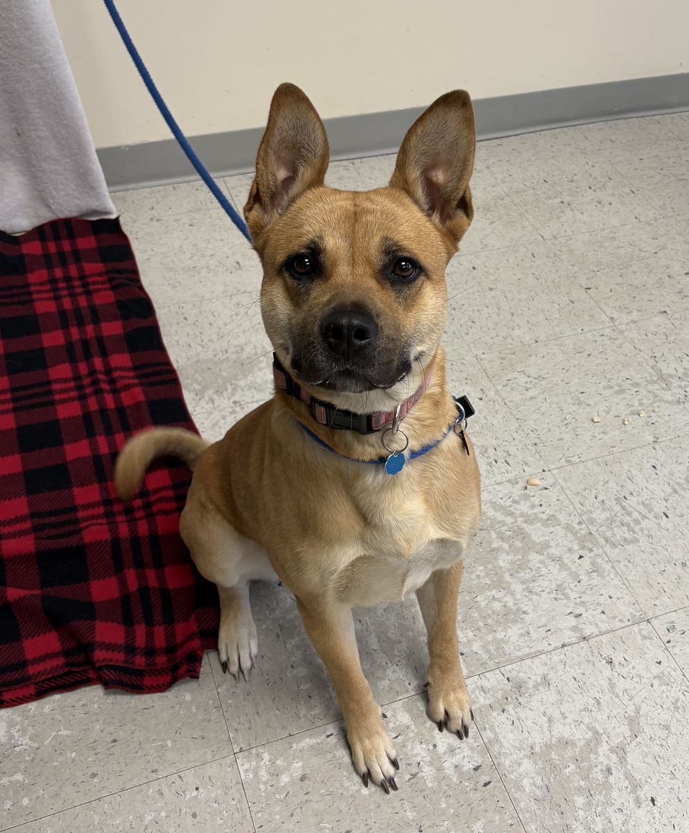 A160444 Persephone is Available for Adoption!