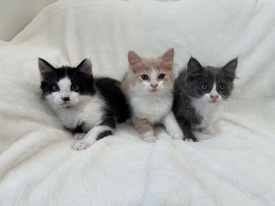 Kittens!! Blue, Black, and Cream Bicolors!
