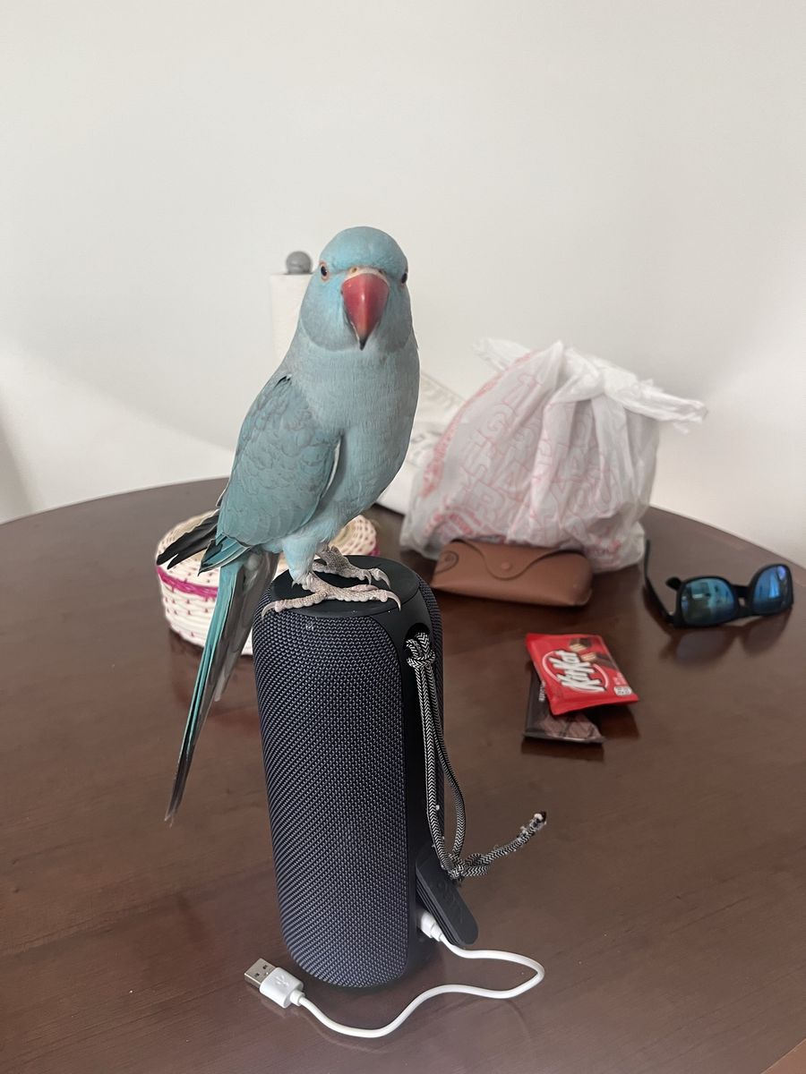 Indian Ringneck Pair