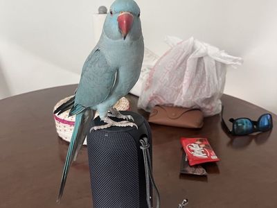 Indian Ringneck Pair