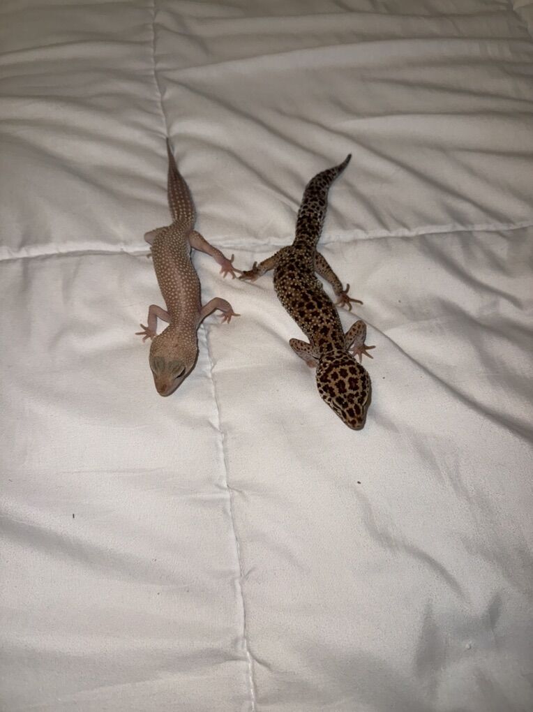 2 Leopard Geckos