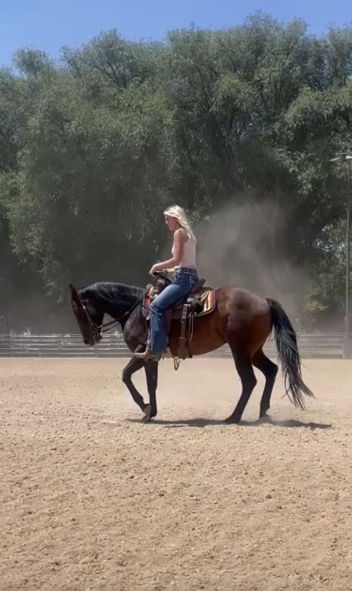 6 Year Old AQHA Mare