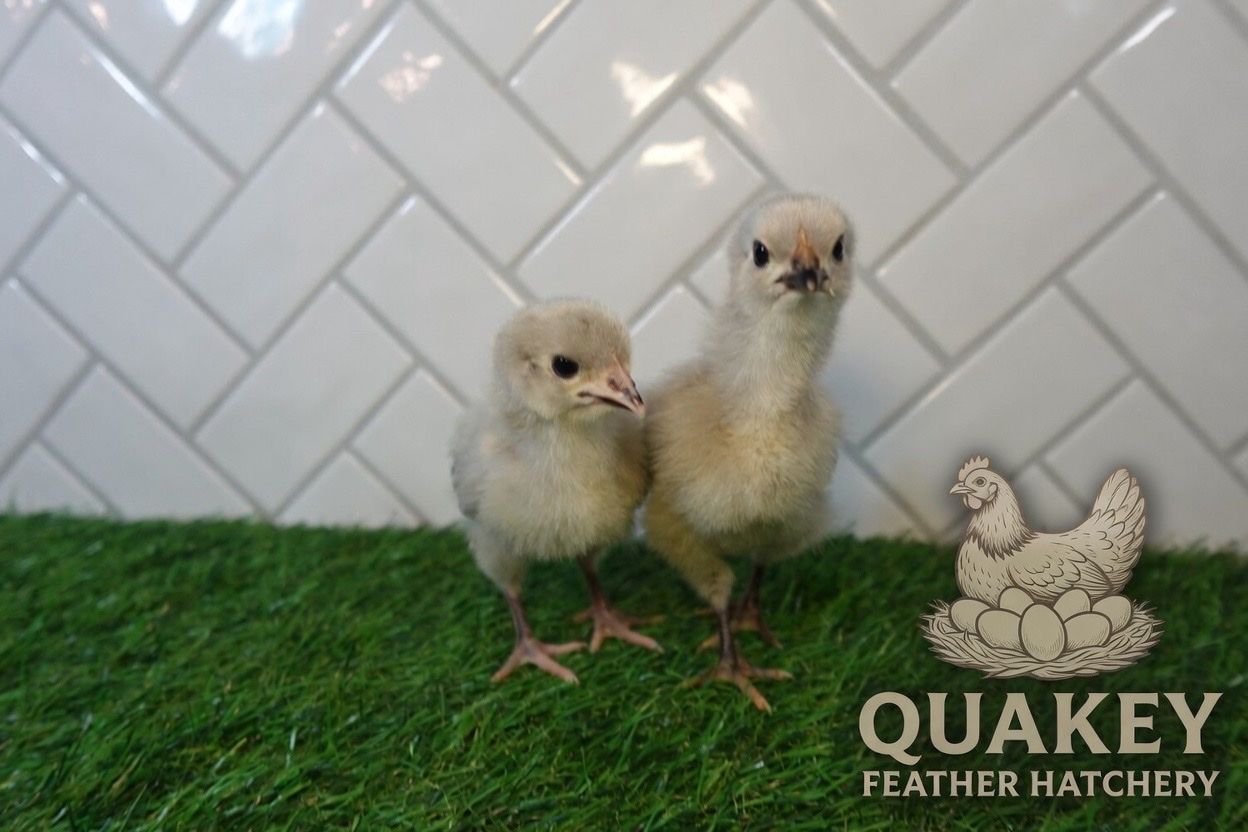 Lavender Orpington Chicks