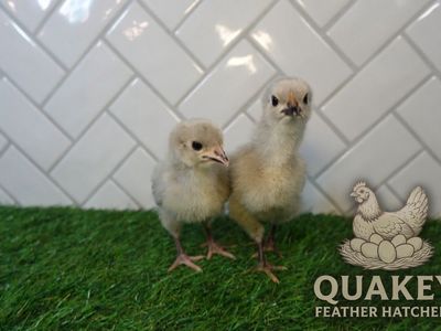 Lavender Orpington Chicks