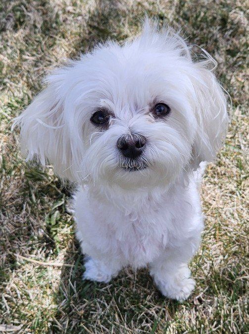 Teddy the Maltese