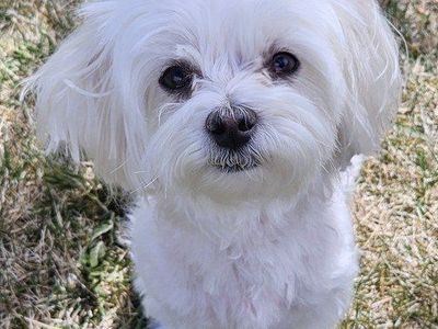 Teddy the Maltese