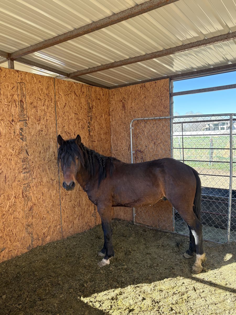 2-Year-Old Stud Prospect – Tons of Personality
