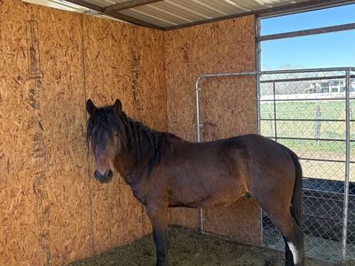 2-Year-Old Stud Prospect – Tons of Personality