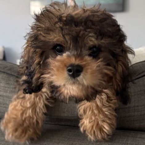 16-Week-Old Male Cavapoo Puppy - Crate Trained with Supplies