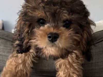 16-Week-Old Male Cavapoo Puppy - Crate Trained with Supplies