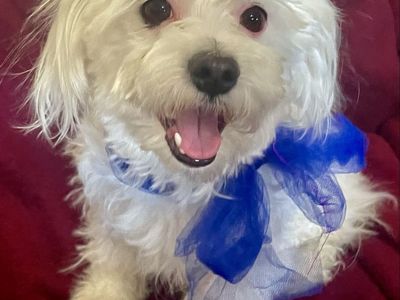 Maltese STUD