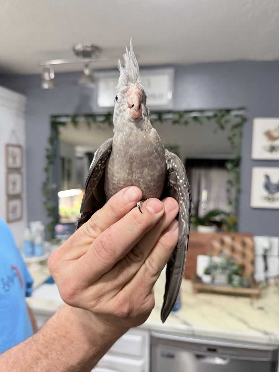 Cockatiel Bird Grey with White Spots
