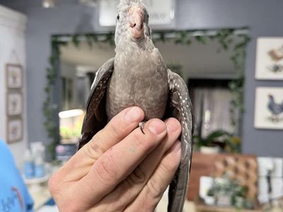 Cockatiel Bird Grey with White Spots