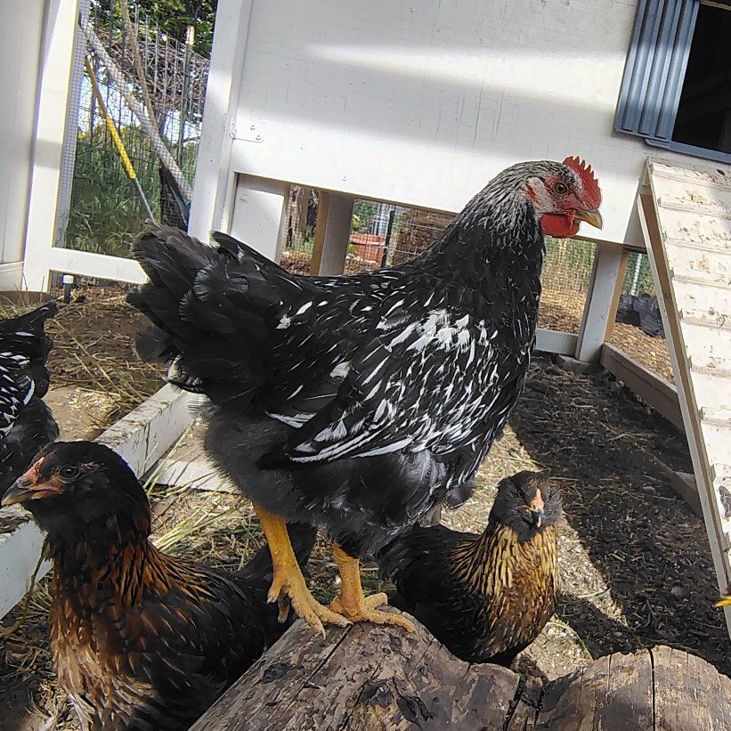 Two Free Adolescent Roosters