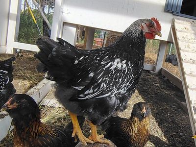 Two Free Adolescent Roosters
