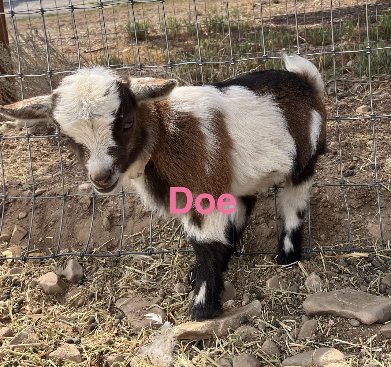 Flashy Nigerian Dwarf Doeling. More coming soon!