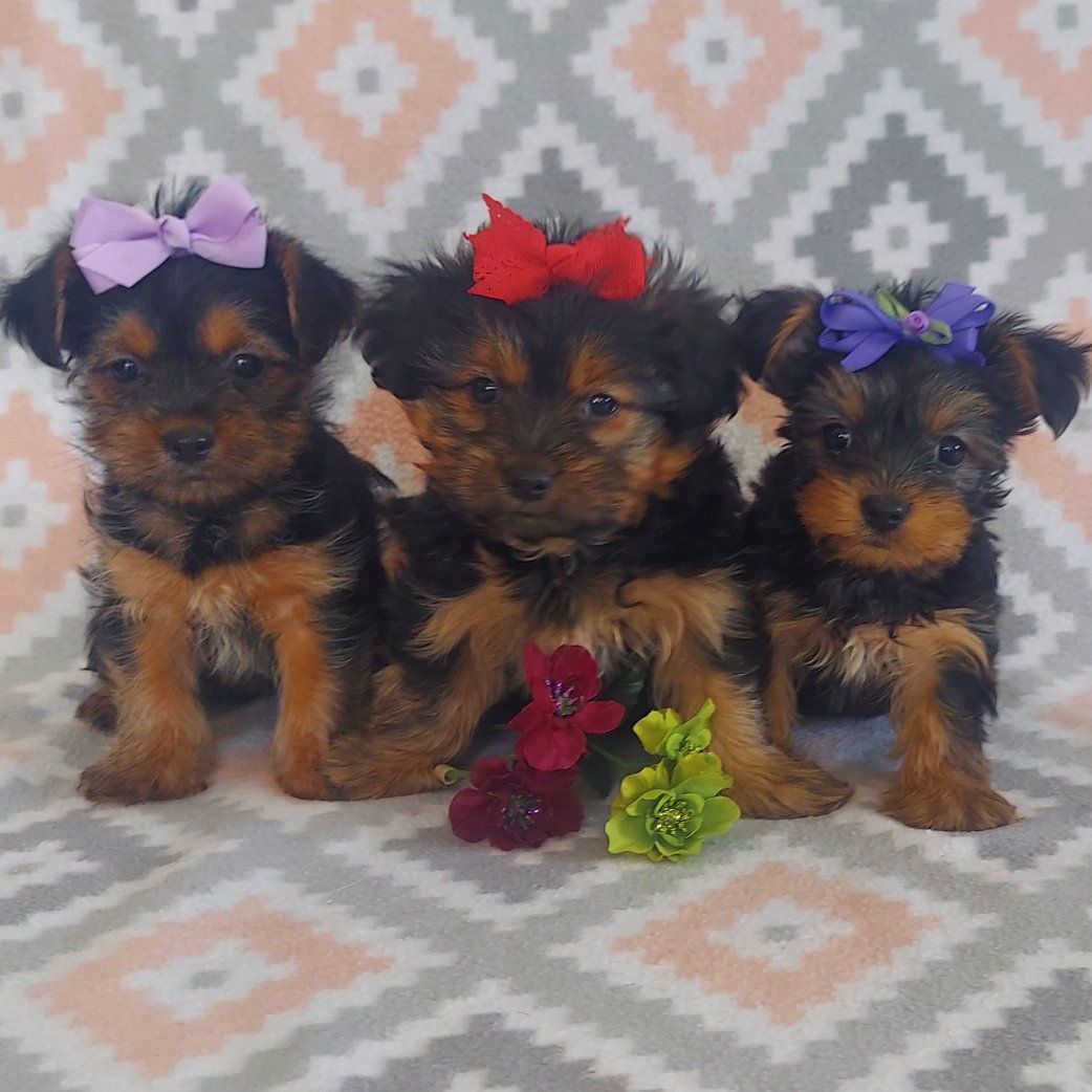 Amazing Selection of Yorkshire Terrier Puppies