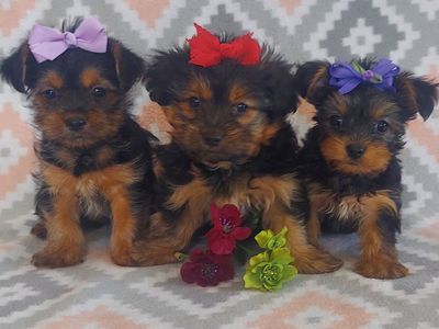 Amazing Selection of Yorkshire Terrier Puppies