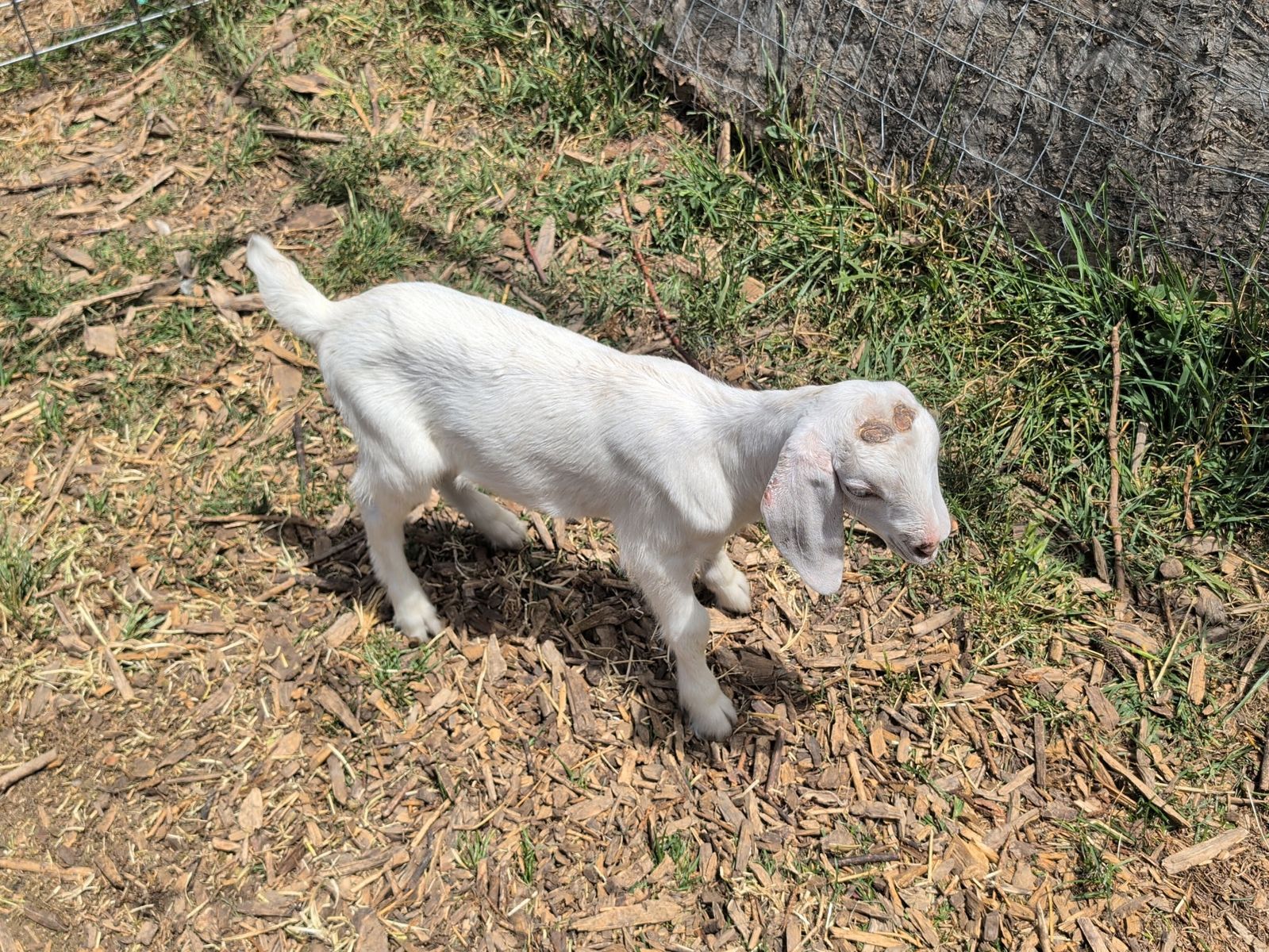 Goat, Buckling