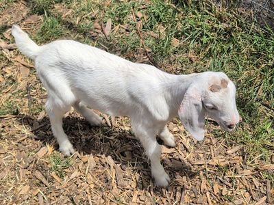 Goat, Buckling