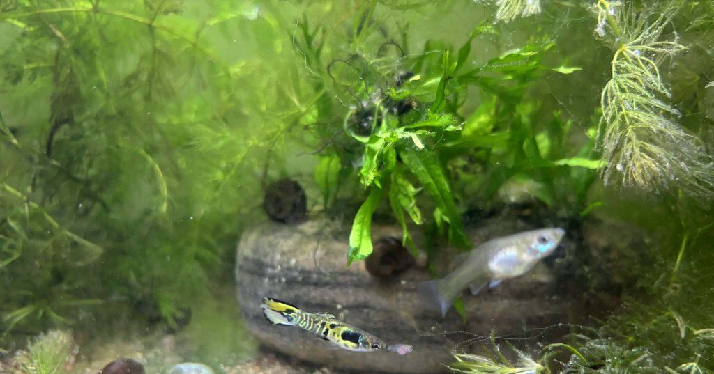 Guppy fry
