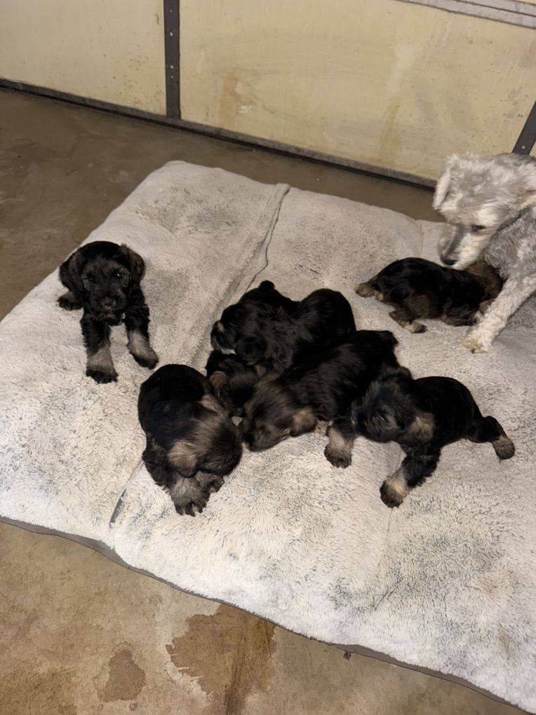 Miniature Schnauzer Puppies – 4 Weeks Old