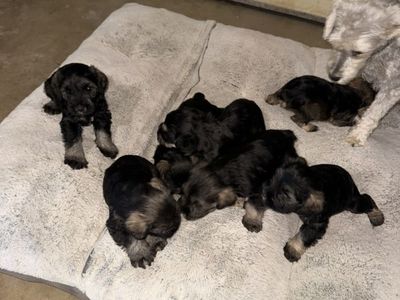 Miniature Schnauzer Puppies – 4 Weeks Old