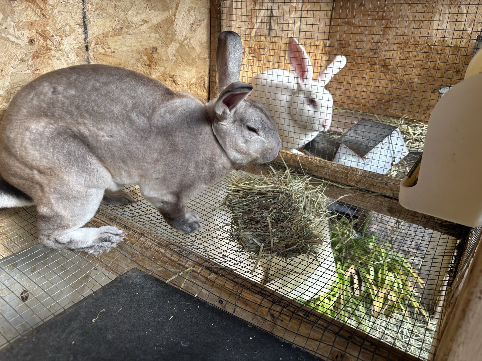 Large Rex buck Rabbits