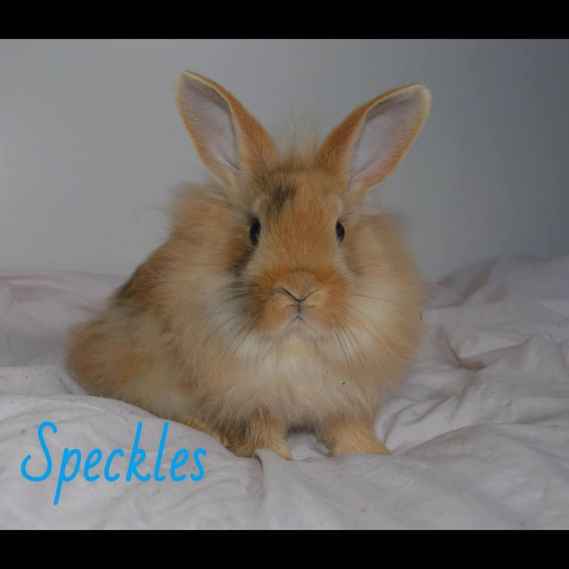 Male Bunny for Rehome