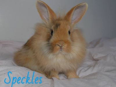 Male Bunny for Rehome