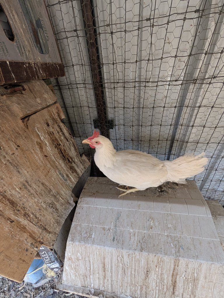 Beautiful young laying chickens