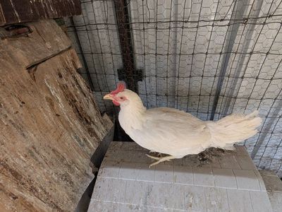 Beautiful young laying chickens