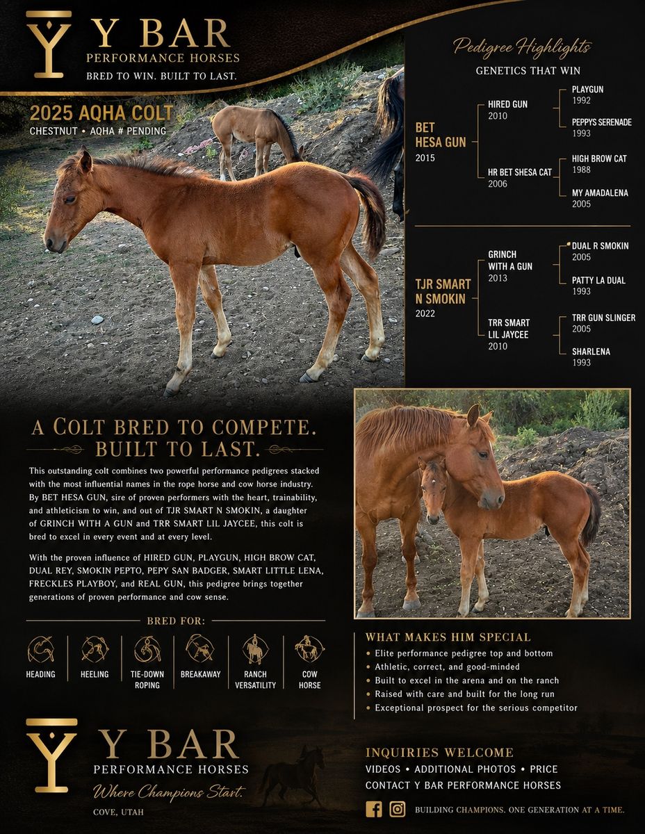 Aqha colt