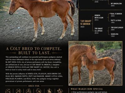Aqha colt