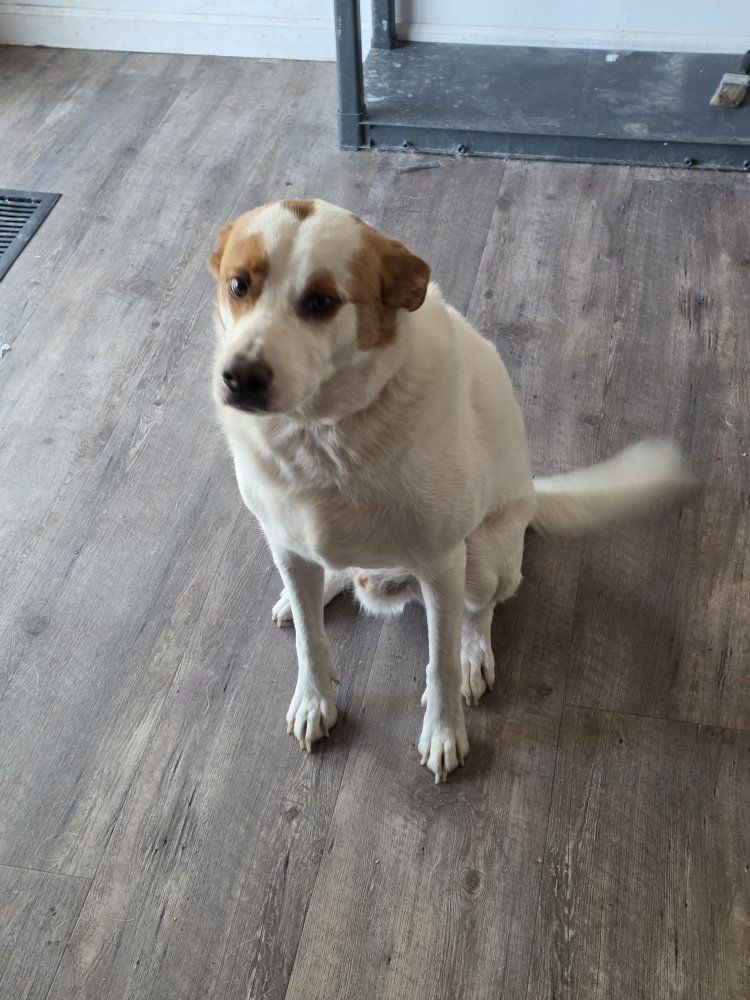 male dog 